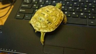 Не одними котами жив человек! - смотреть видео (1:31)