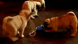 Смешные маленькие мопсики - смотреть видео (0:33)