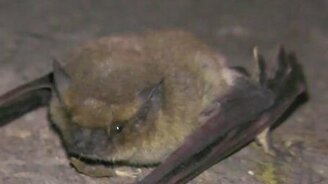 Встреча с вампиром - смотреть видео (1:25)