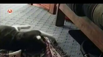 Чёрненький воришка - смотреть видео (0:25)