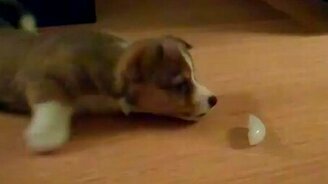 Смешной щенок против льдинки - смотреть видео (0:58)