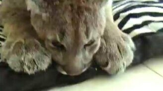 Домашний детёныш пумы - смотреть видео (0:19)