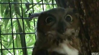 Ужас в глазах - смотреть видео (0:23)