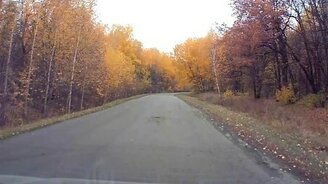 Кенгуру на обочине - смотреть видео (3:47)