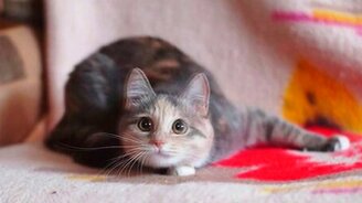 Про нашу кошку Мусю - смотреть видео (3:54)