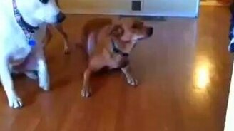 Начальник вернулся из отпуска... - смотреть видео (0:07)