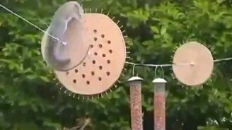 Белка на полосе препятствий - смотреть видео (3:21)