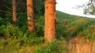 Беги, белка, беги! - смотреть видео (1:21)