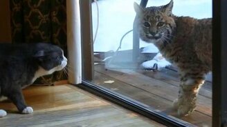 Кот против рыси - смотреть видео (0:56)