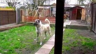 Радость собаки от встречи - смотреть видео (0:30)