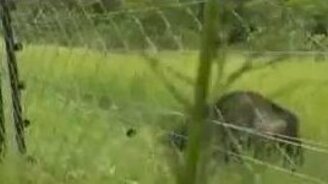 Когда обезьяне нечего делать - смотреть видео (0:29)