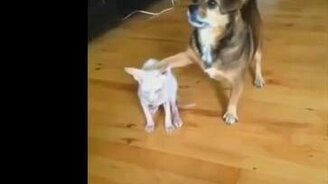 Смешные кошечки - смотреть видео (3:27)