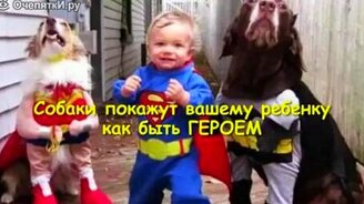 Собаки - лучшие няньки - смотреть видео (2:14)