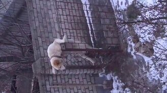 Алабай против вольера - смотреть видео (0:19)