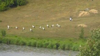 Полёт стаи аистов - смотреть видео (1:08)