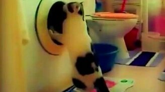 Старательный кот - смотреть видео (1:08)