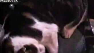 Для слишком ласковых кошек - смотреть видео (1:43)