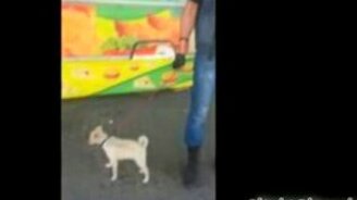 Брутальный щенок - смотреть видео (0:22)