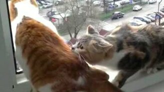 Кот - настоящий товарищ - смотреть видео (0:10)