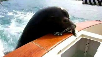 Шустрый пеликан - смотреть видео (0:38)