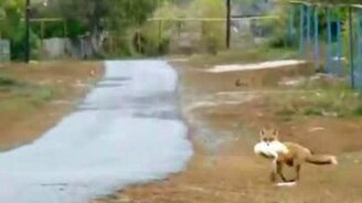 Лиса ловко украла курицу - смотреть видео (0:07)