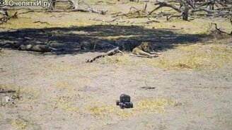 Камера на колёсах против львов - смотреть видео (2:56)