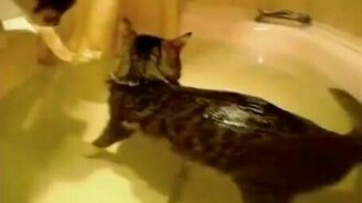 Кот любит поплавать - смотреть видео (1:12)