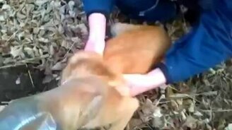 Добряки спасли собаку - смотреть видео (2:17)