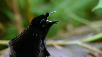 Райская птица-ухажёр - смотреть видео (2:50)