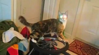 Кот-тестер - смотреть видео (0:45)