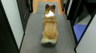 Собачий попотряс - смотреть видео (0:10)