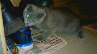 Кошка и грязь - смотреть видео (0:48)