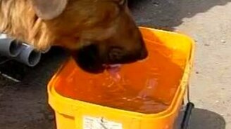 Собака пьёт воду в замедленной съёмке - смотреть видео (3:40)