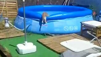 Кошачье утро после вечеринки - смотреть видео (0:27)