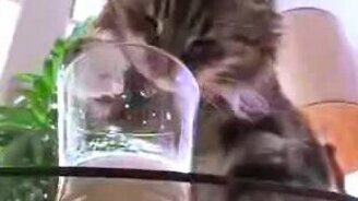 Кот лакомится молоком из стакана - смотреть видео (0:52)