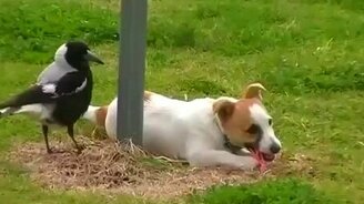 Пёс подружился с птицей - смотреть видео (3:53)