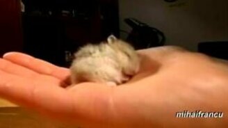 Как храпит маленький хомячок - смотреть видео (0:18)