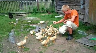 Голодные утята - смотреть видео (0:47)