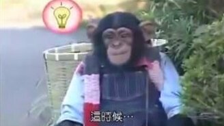 Хитрая шимпанзе - смотреть видео (2:33)