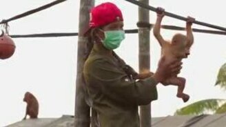 Детёныши орангутана - смотреть видео (4:26)