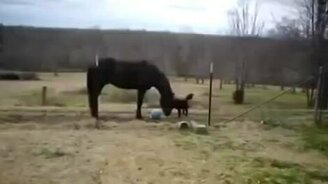 Лошадь и собака - лучшие друзья - смотреть видео (6:14)
