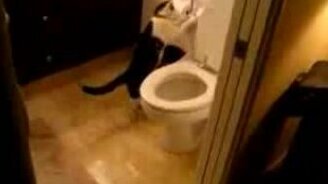 Кот над унитазом - смотреть видео (2:48)