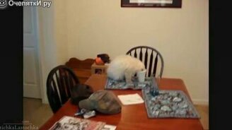 Провалы и курьёзы с кошаками - смотреть видео (3:00)