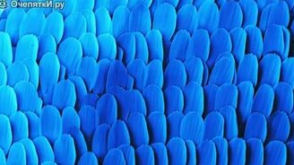 Крылья бабочки под микроскопом - смотреть видео (4:24)