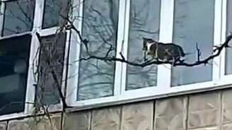 Кошка несёт домой котёнка - смотреть видео (1:41)