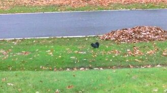 Белка не выспалась - смотреть видео (1:07)