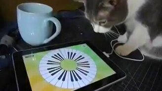 Кошка играет на планшете - смотреть видео (2:19)