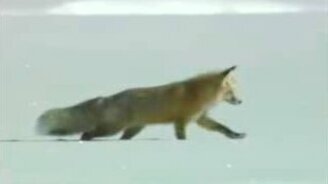 Рыжий лис - смотреть видео (2:04)