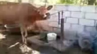 Корова набирает воду и пьёт - смотреть видео (1:33)