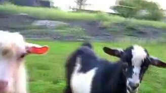 Козлик звонит колокольчиками - смотреть видео (0:17)